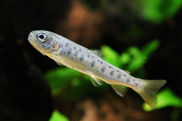 ニジマス稚魚.jpg
